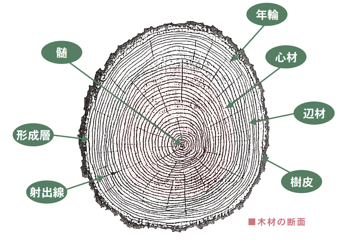 オーダ家具 木材の基礎知識 その２ 樹木の成長と木材の各部の名称 松葉屋家具店 公式ブログ