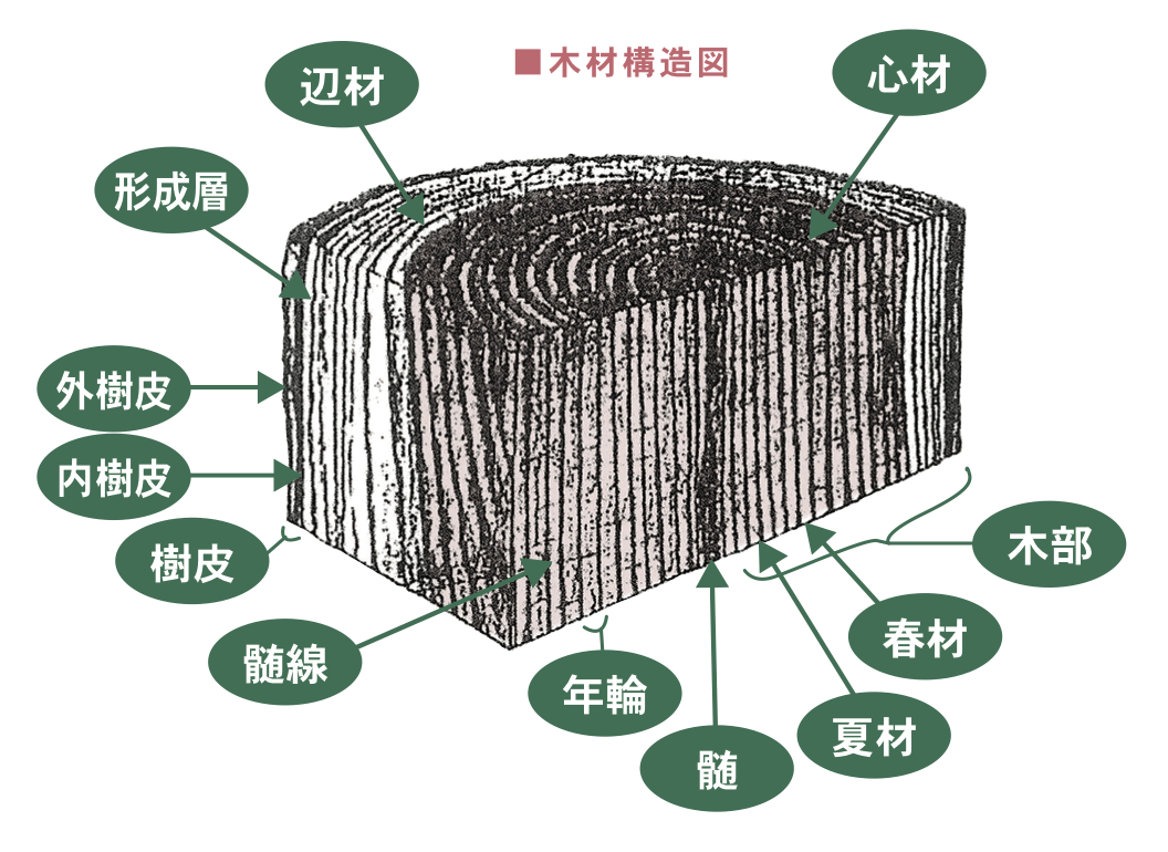 オーダー家具 木材の基礎知識 その３ 木材の各部の名称 松葉屋家具店 公式ブログ
