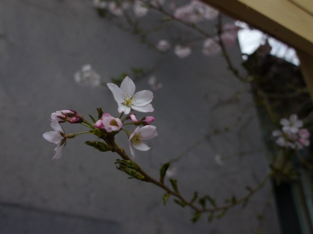 松葉屋　桜