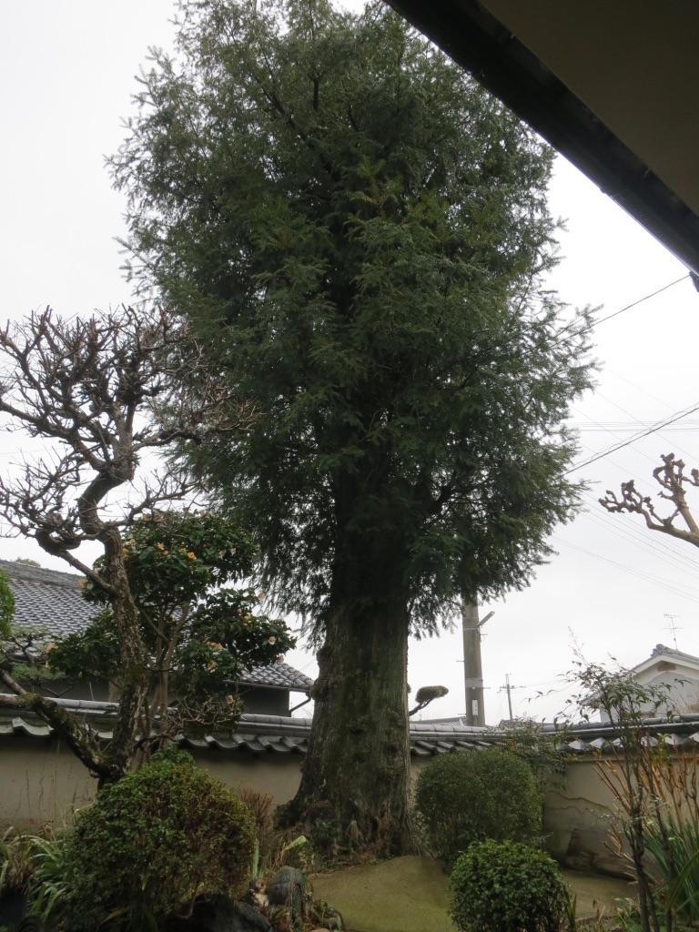 奈良県桜井市Kさま 栗の一枚板テーブルと大きなカヤの木・カヤの実を 