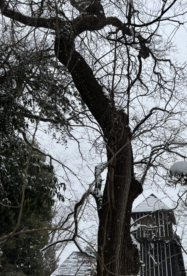 一枚板天板　長野市で伐倒されたエンジュの大木