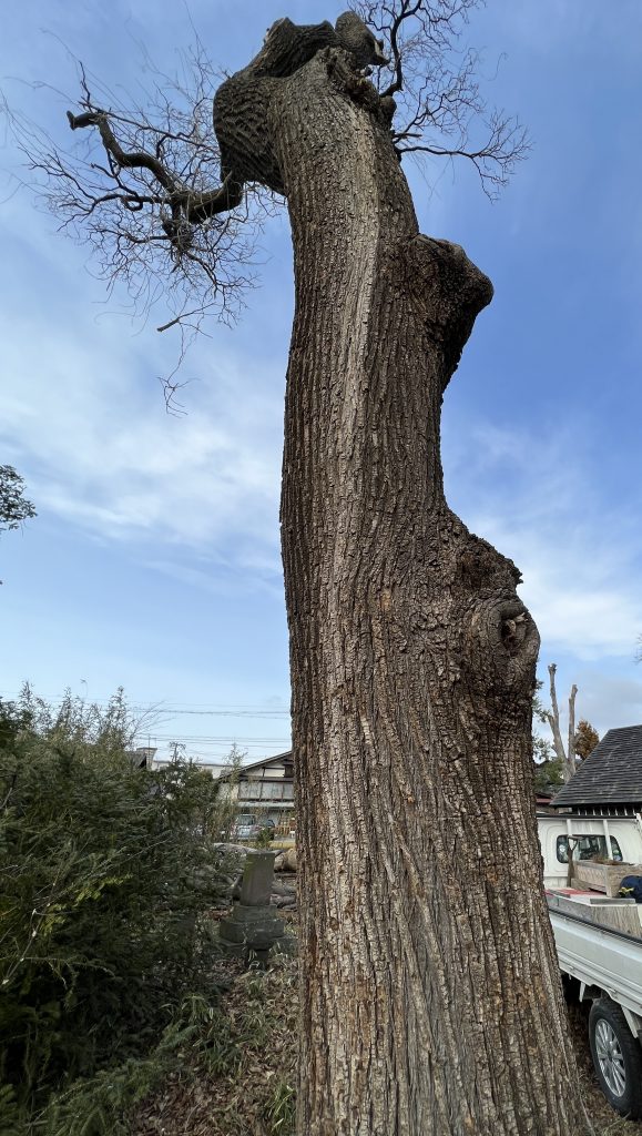 一枚板天板　長野市で伐倒されたエンジュの大木
