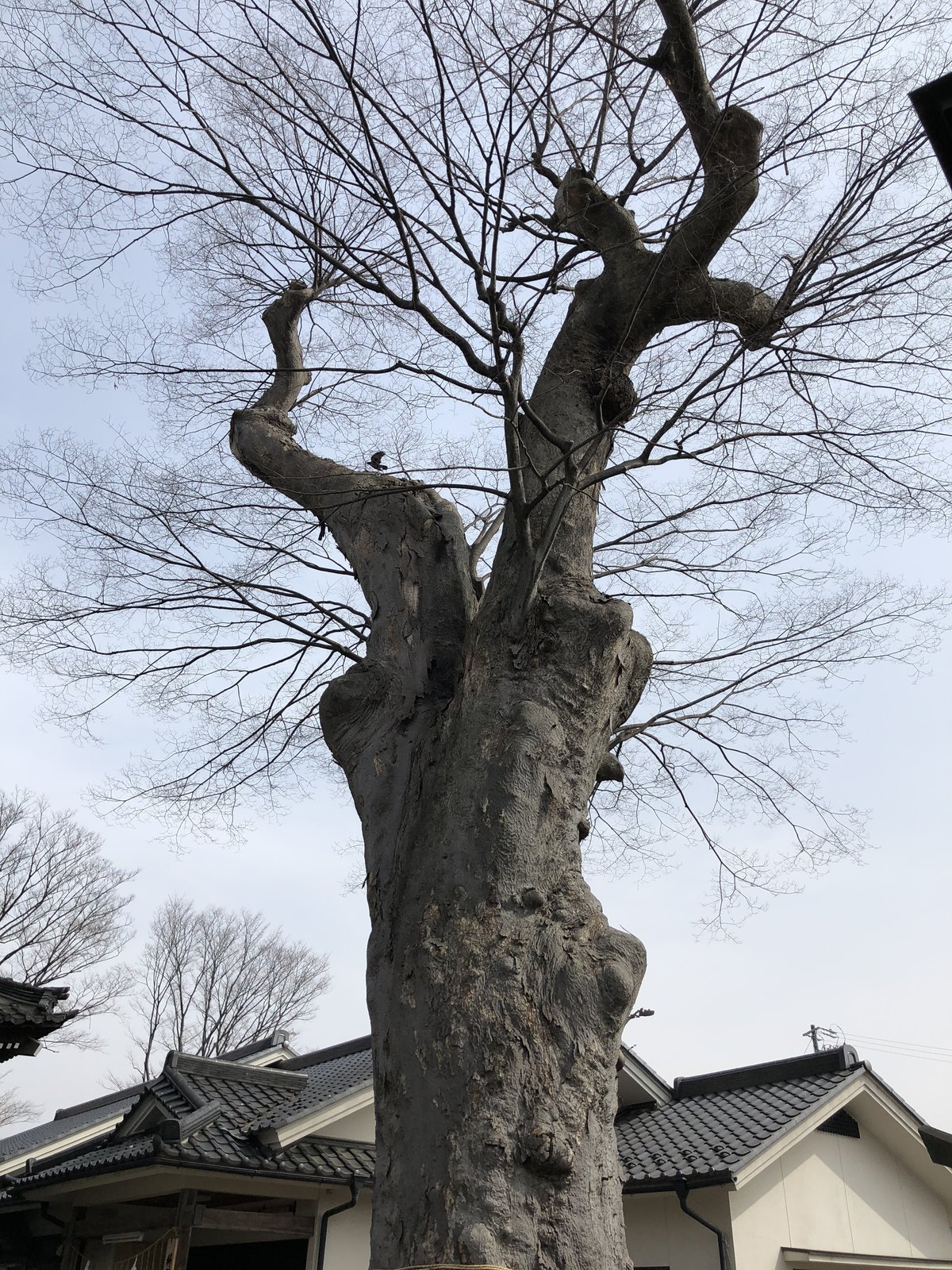 葉を落とした巨木が民家の屋根越しに立っている