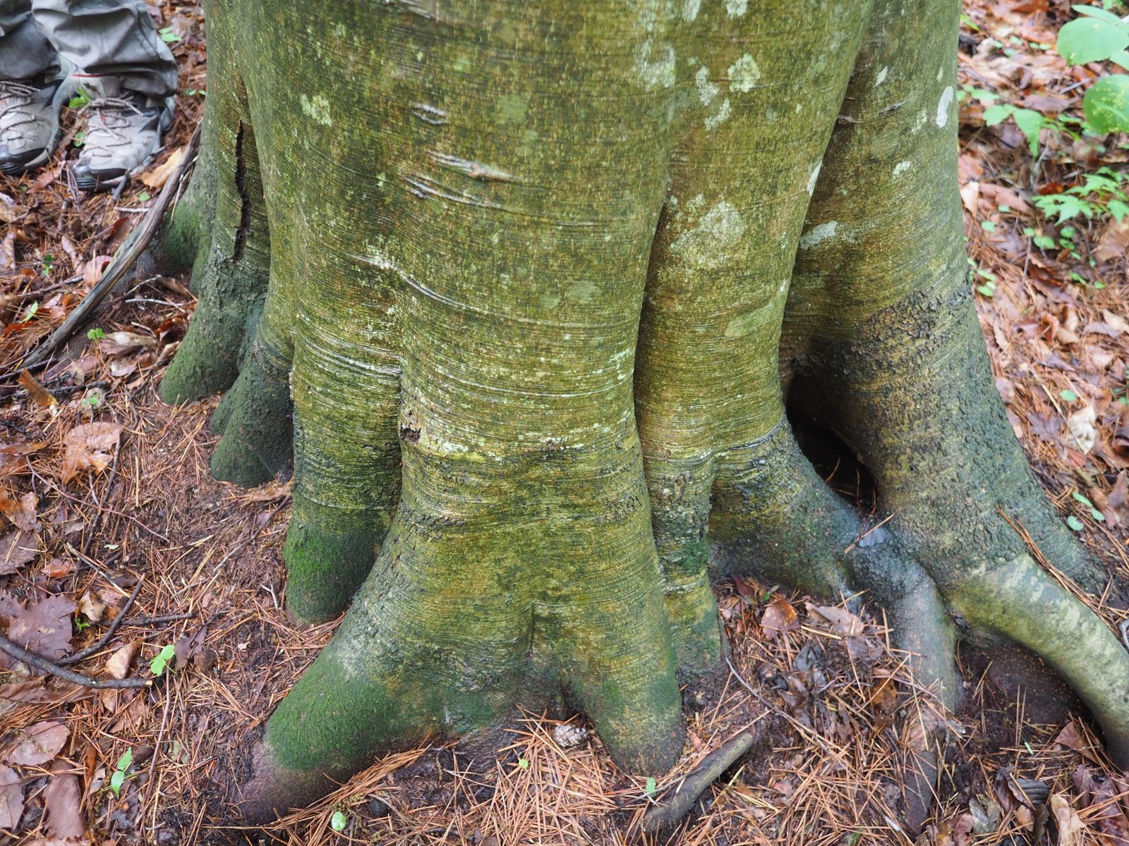 苔むした巨木の根元