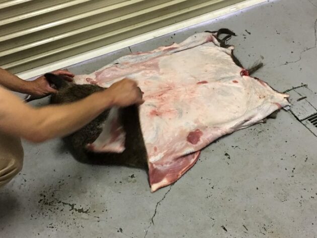 剥いだばかりの皮を床に広げたところ