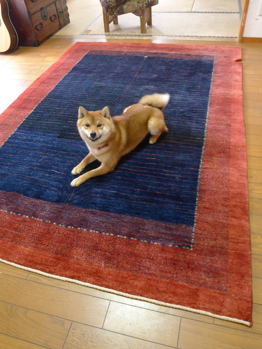 直って戻ってきたギャッベの上で寝そべる柴犬